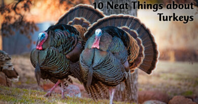 10 Neat Things about turkeys