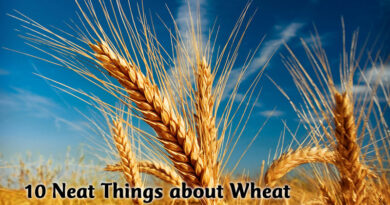 10 Neat things about wheat