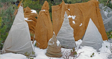 what in the garden should you wrap for winter