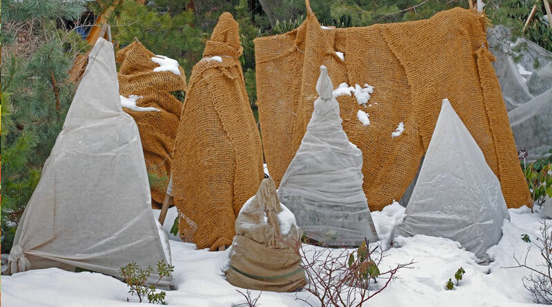 what in the garden should you wrap for winter