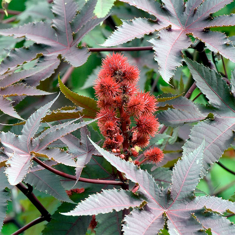 castor bean