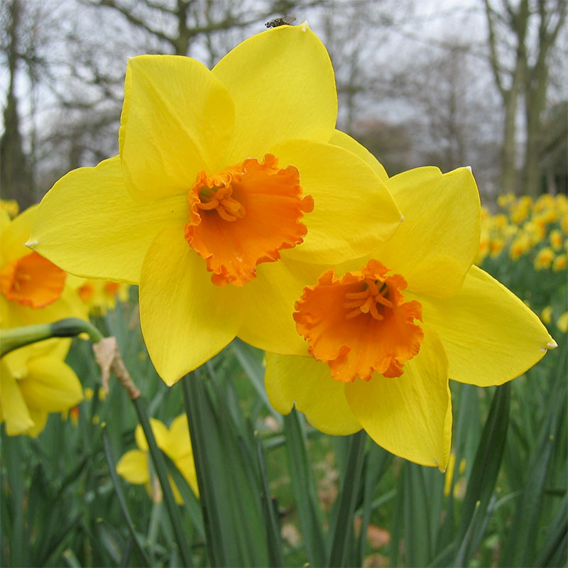 daffodil
