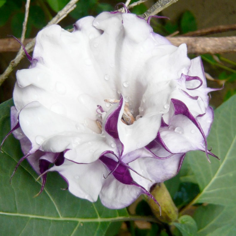 datura