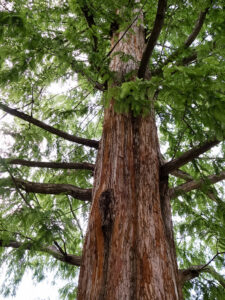 dawn redwood