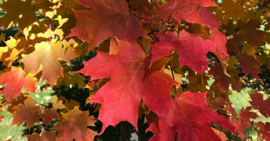 red sugar maple tree for Manitoba