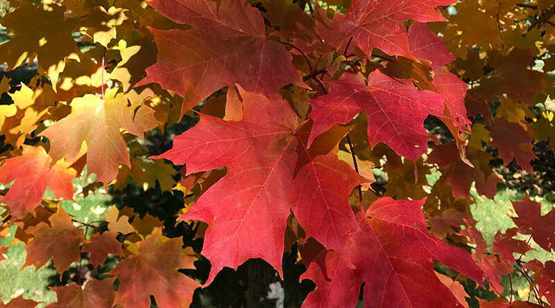 red sugar maple tree for Manitoba