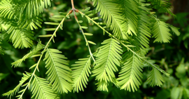 dawn redwood