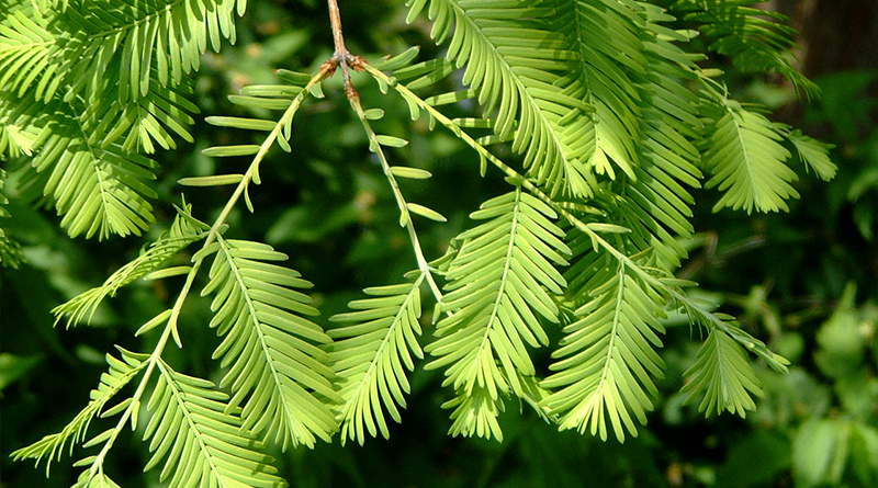 dawn redwood