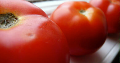 ripening tomatoes