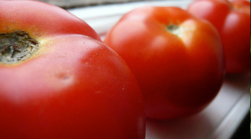 ripening tomatoes