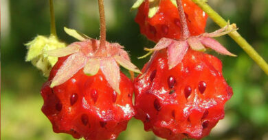 wild strawberry