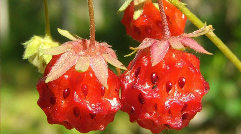 wild strawberry