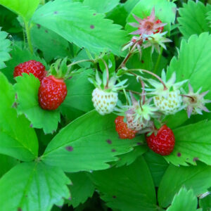 Fragaria virginia