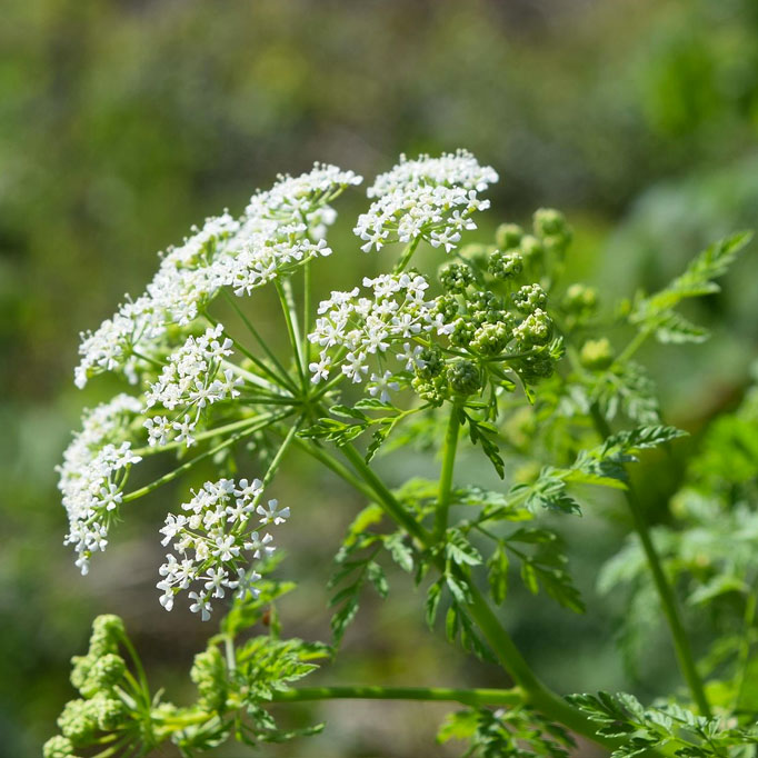 hemlock