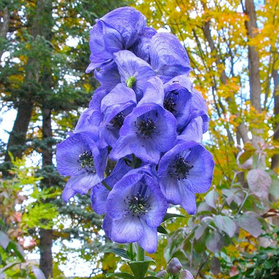 monkshood