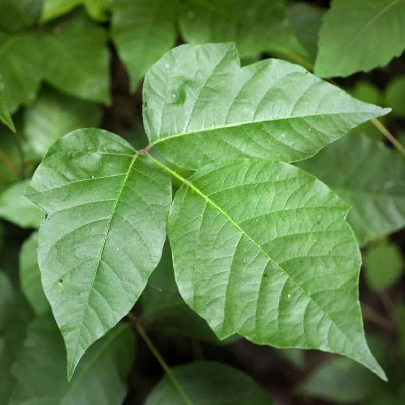 poison ivy