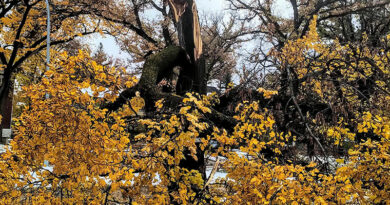 How to deal with your damaged trees after the storm