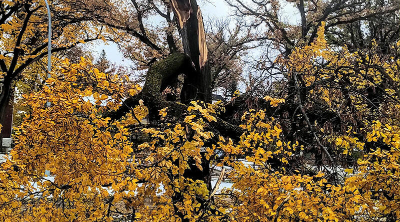 How to deal with your damaged trees after the storm