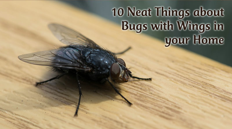 10 Neat Things about Bugs with Wings in your Home