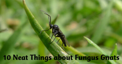 10 Neat Things about Fungus Gnats