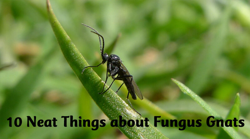 10 Neat Things about Fungus Gnats