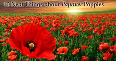 10 neat things about papaver poppies