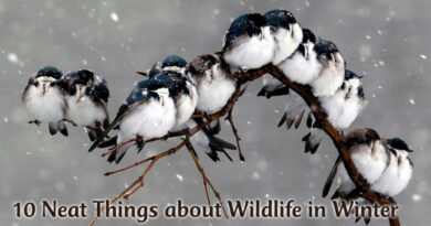 10 Neat Things about Wildlife in Winter