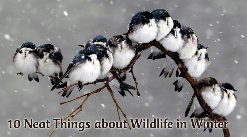 10 Neat Things about Wildlife in Winter