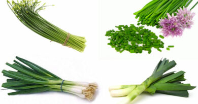 allium family