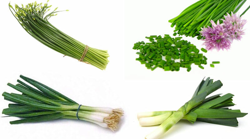 allium family