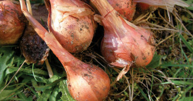 growing shallots