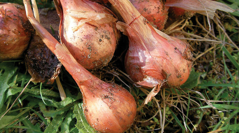 growing shallots