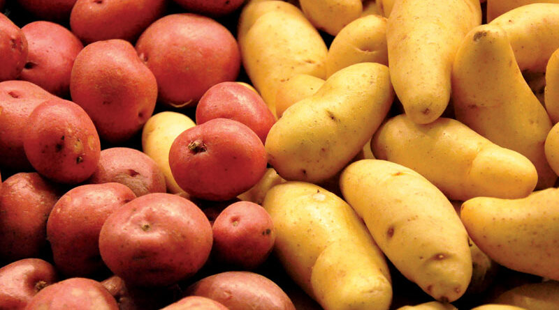 art of growing potatotes