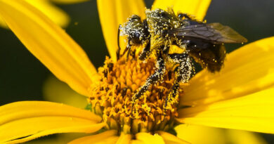 miracle of pollen