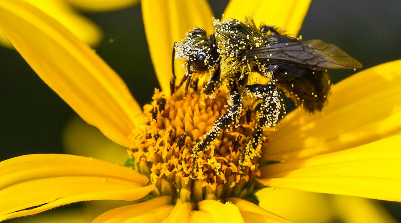miracle of pollen