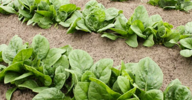 spinach recipe