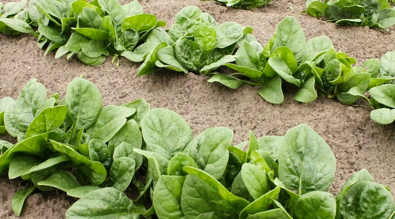 spinach recipe