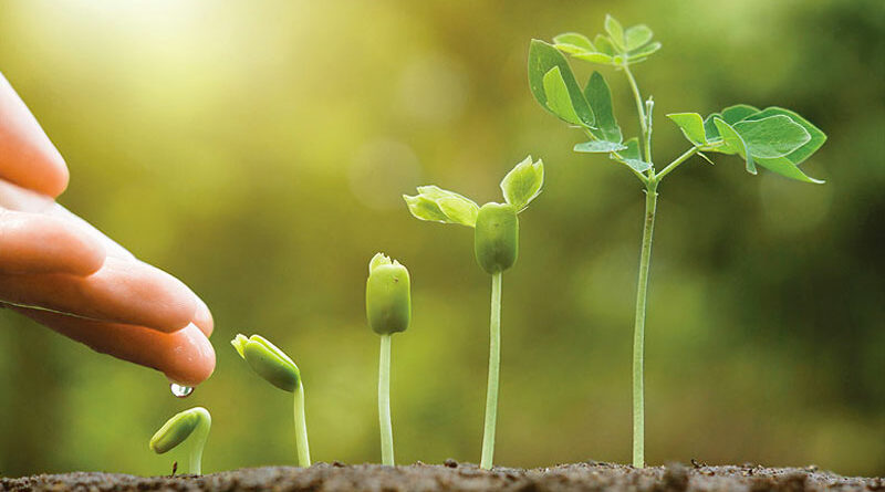 To plant seeds or buy plants