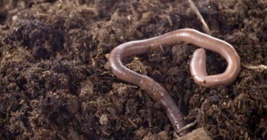 What about worms?