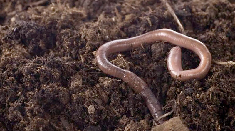 What about worms?