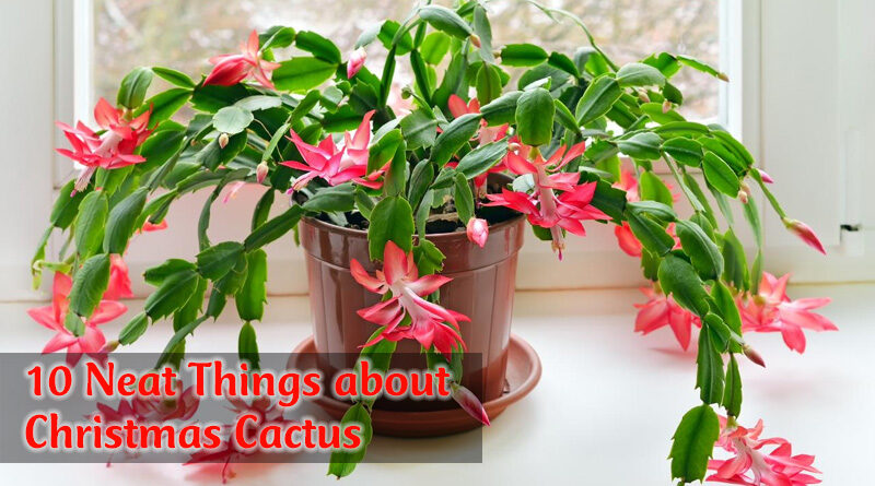 10 Neat Things about Christmas cactus