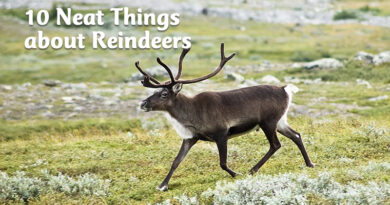 10 Neat Things about reindeers