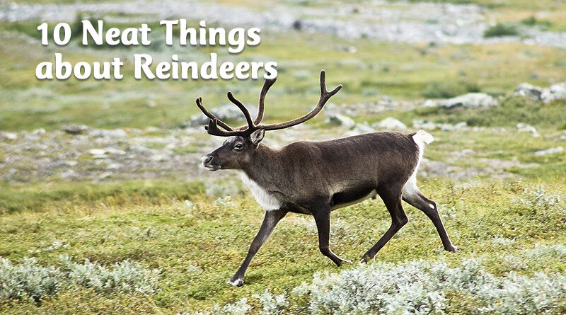 10 Neat Things about reindeers