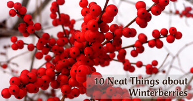 10 Neat Things about winter berries