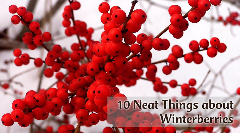 10 Neat Things about winter berries