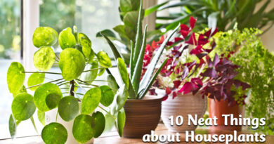10 Neat things about houseplants