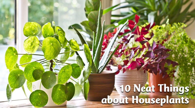 10 Neat things about houseplants