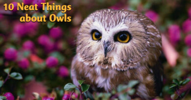 10 neat things about owls