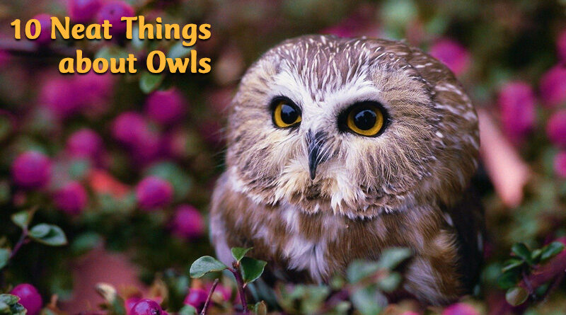 10 neat things about owls