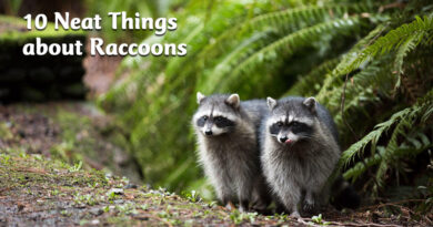 10 Neat things about raccoons